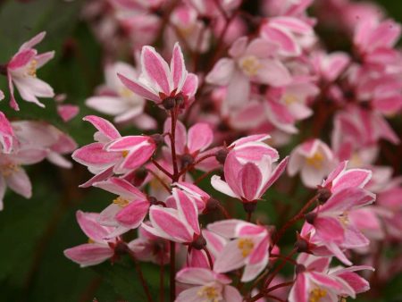 Deutzia  Yuki Cherry Blossom  (Chinese Snow Flower) Sale