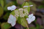 Hydrangea serrata  Kiyosumi   (Kiyosumi Mountain Hydrangea) For Sale