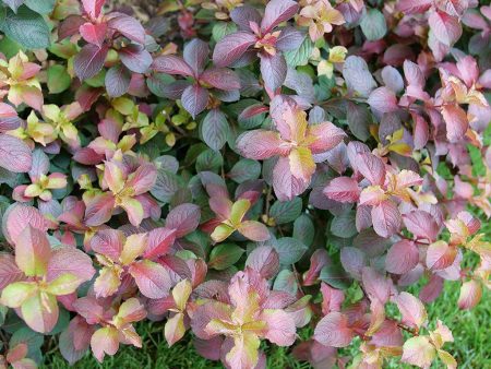 Weigela florida  Midnight Sun  PPAF; CBRAF (Midnight Sun Weigela) Online Sale