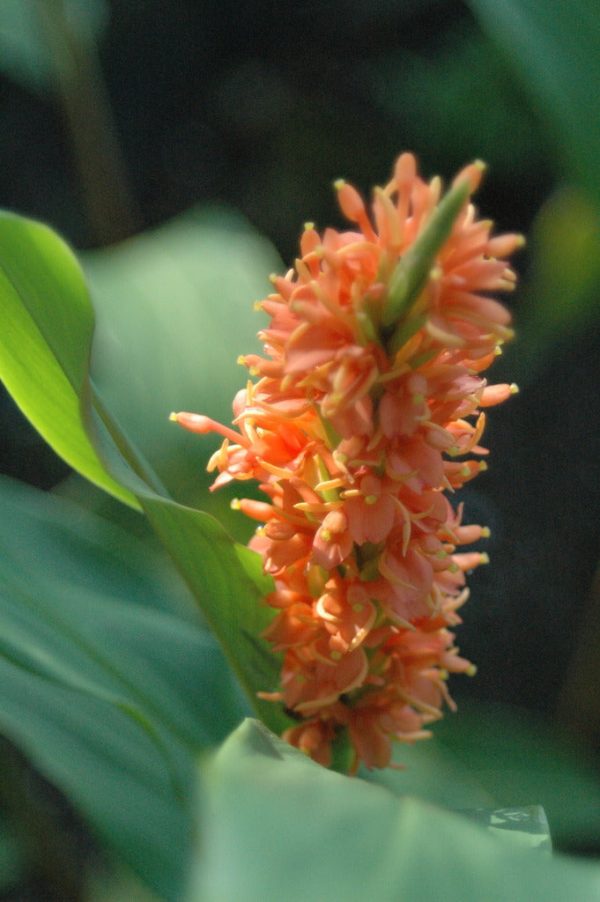 Hedychium densiflorum (Hardy Ginger) Cheap