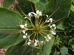 Hedychium ellipticum (Rock Butterfly Lily, Hardy Ginger) Online Hot Sale