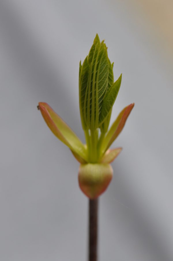 Aesculus californica (California Buckeye) Online Hot Sale