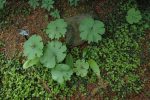 Sanguinaria canadensis  Multiplex  (Double Flowered Bloodroot) Supply