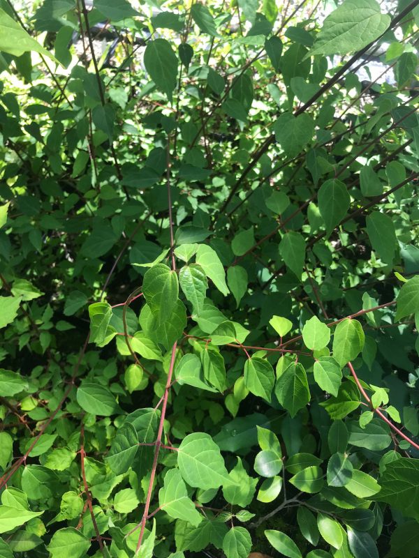 Viburnum betulifolium ZHN-15-068 (Species viburnum) Online now