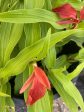 Roscoea purpurea f. rubra  Red Gurkha  (Hardy Alpine Ginger) Discount