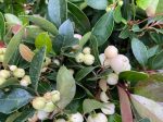 Gaultheria procumbens  Winter Fiesta  (Wintergreen) Cheap