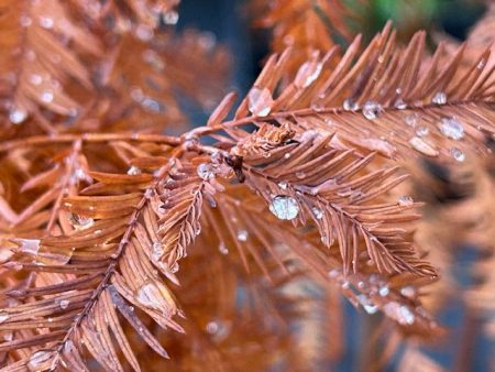 Taxodium distichum Bald Cypress) Online now