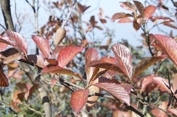 Sorbus sp. ZHNP 199 (Whitebeam) Hot on Sale