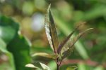 Helwingia chinensis Heronswood Broadleaf Form - Male Sale