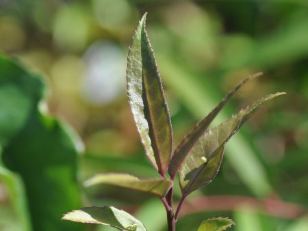 Helwingia chinensis Heronswood Broadleaf Form - Male Sale