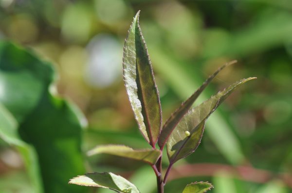 Helwingia chinensis Heronswood Broadleaf Form - Male Sale