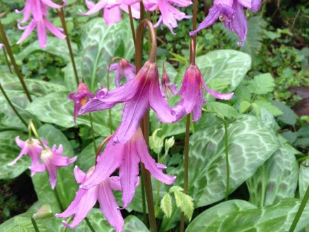 Erythronium revolutum (Dog Tooth Violet, Fawn Lily) Fashion