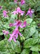 Erythronium revolutum (Dog Tooth Violet, Fawn Lily) Fashion