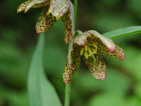 Fritillaria affinis (Checker Lily) Hot on Sale