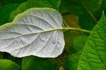 Hydrangea radiata (Silveleaf Hydrangea) on Sale