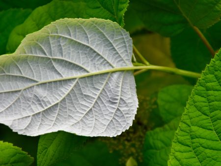 Hydrangea radiata (Silveleaf Hydrangea) on Sale