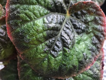 Begonia sp. DJHAP 18003  Tectonic Magma  For Cheap