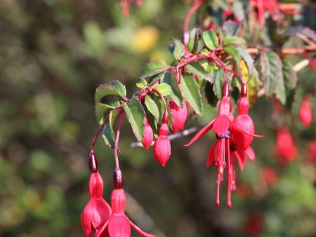 Fuchsia magellanica RCH 402   (Hardy Fuchsia) For Discount