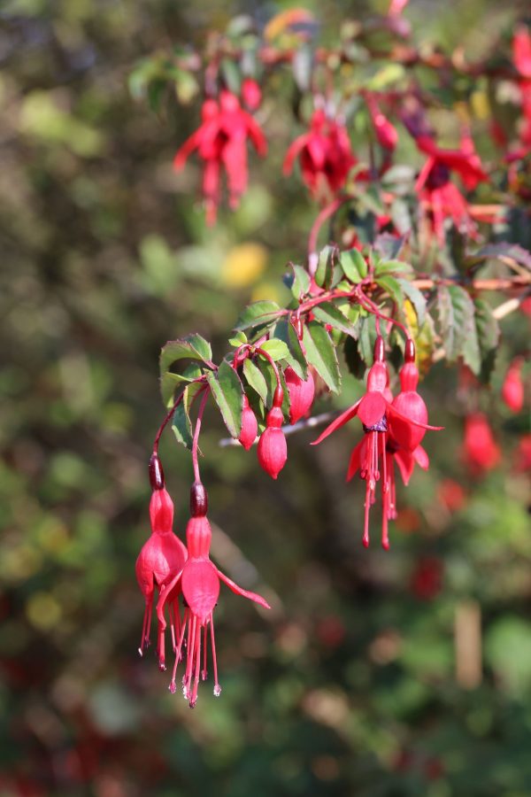 Fuchsia magellanica RCH 402   (Hardy Fuchsia) For Discount