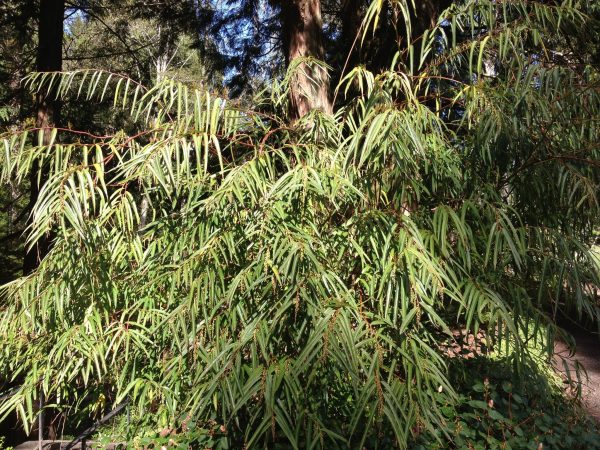 Stachyurus salicafolius Online