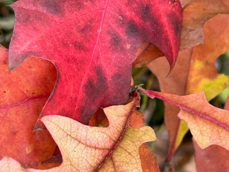 Quercus texana (Texas Red Oak) Online Sale