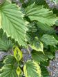 Davidia involucrata  Aya Nishiki   (Variegated Dove Tree) For Sale