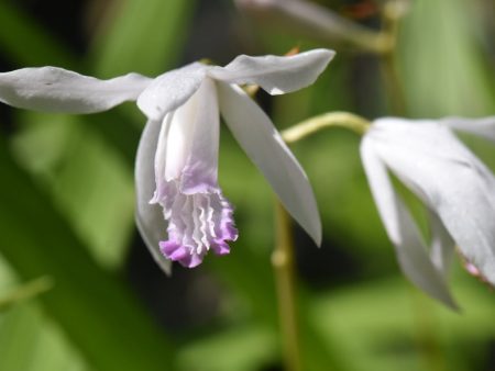 Bletilla striata  Kuchibeni  (Chinese Ground Orchid) Sale