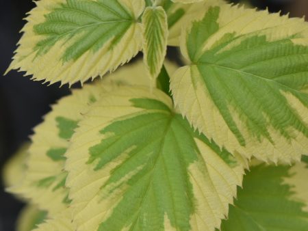 Davidia involucrata  Lady Sunshine  (Variegated Dove Tree) on Sale