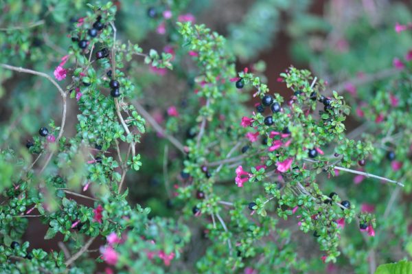 Fuchsia thymifolia ssp. minimiflora (Thyme Leaved Fuchsia) on Sale