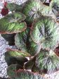 Begonia sp. DJHAP 18003  Tectonic Magma  For Cheap