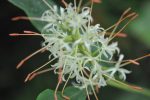 Hedychium griffithianum (Griffith s Butterfly Lily, Hardy Ginger) Online