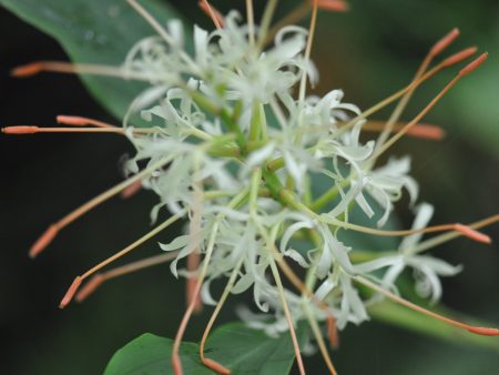 Hedychium griffithianum (Griffith s Butterfly Lily, Hardy Ginger) Online