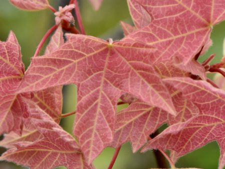 Acer macrophyllum  Mocha Rose  (Mocha Rose Big Leaf Maple) Cheap