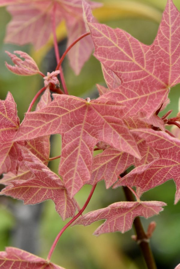 Acer macrophyllum  Mocha Rose  (Mocha Rose Big Leaf Maple) Cheap