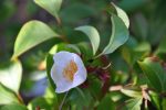 Stewartia sinensis (Chinese Stewartia) Supply