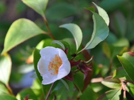 Stewartia sinensis (Chinese Stewartia) Supply