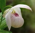 Cypripedium  Renate  (Lady s Slipper Orchid) For Discount