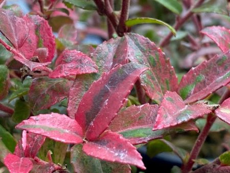 Vaccinium ovatum  Cascade Sunburst  (Variegated Evergreen Huckleberry) Sale