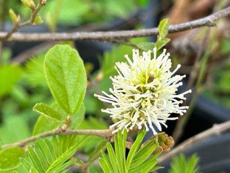 Fothergilla gardenii  Harold Epstein  (Harold Epstein Dwarf Fothergilla) Online Hot Sale