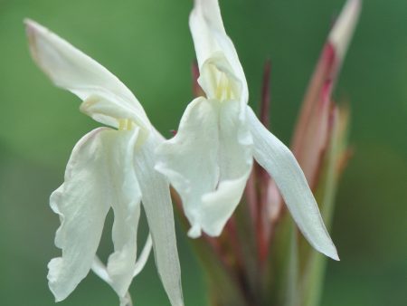 Roscoea x beesiana  (Hardy Ginger) Fashion