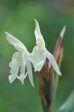 Roscoea x beesiana  (Hardy Ginger) Fashion