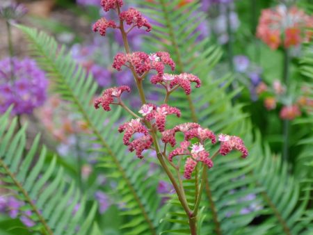 Rodgersia pinnata  Chocolate Wing   (Chocolate Wing Rodgersia) Online now