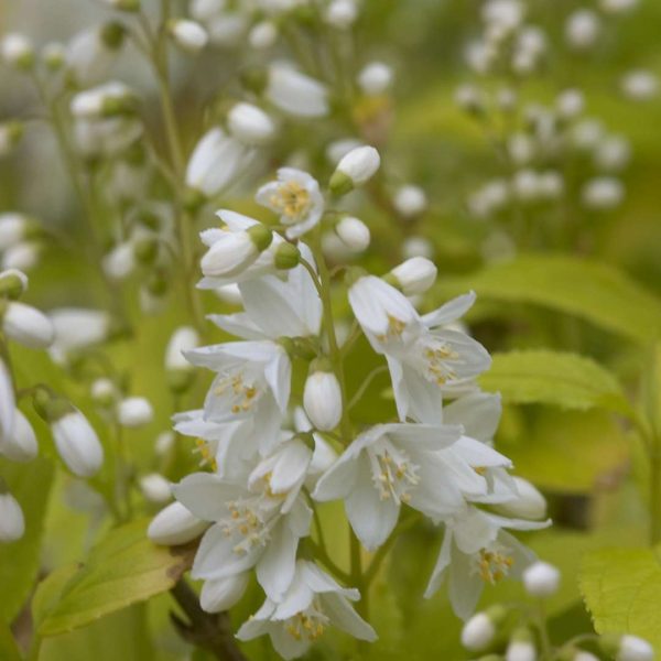 Deutzia gracilis  Chardonnay Pearls  (Chinese Snow Flower) Fashion