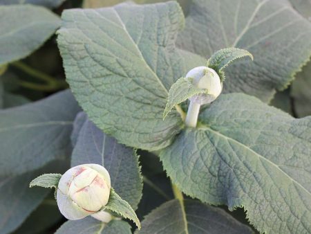 Hydrangea involucrata  Blue Bunny  (Blue Bunny Hydrangea) For Discount