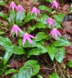 Erythronium revolutum (Dog Tooth Violet, Fawn Lily) Fashion