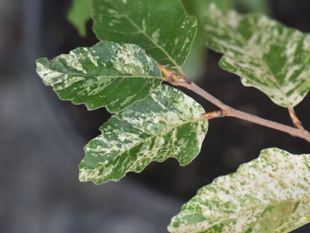 Fagus sylvatica  Franken  (Variegated Beech) Hot on Sale