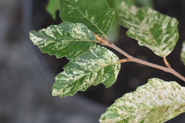 Fagus sylvatica  Franken  (Variegated Beech) Hot on Sale