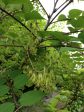 Decaisnea fargesii (Dead Man s Fingers) For Sale