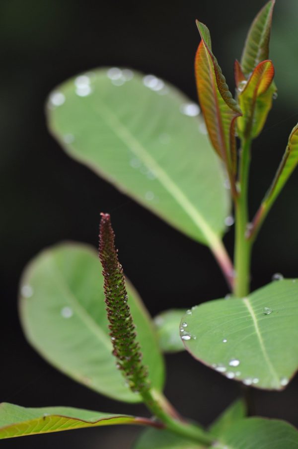 Salix magnifica Female   (Magnolia Willow) Fashion