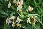 Roscoea x beesiana  (Hardy Ginger) Fashion